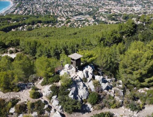 Emploi : pourquoi la filière forêt-bois pèse dans l’économie de la région sud ?