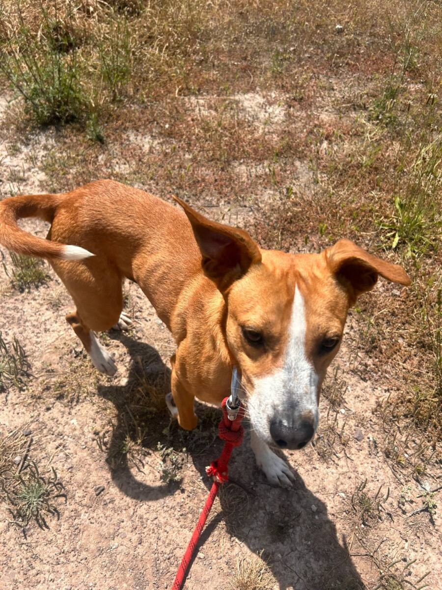 Journée du chien Toulon Mourillon 2025 Promenade chien automne forêt Var dangers
