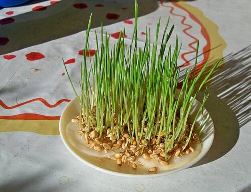 Pourquoi les Provençaux plantent du blé pour lancer la période de Noël ?