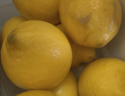 Le citron et Noël une saveur lumineuse qui parfume les fêtes d’hiver