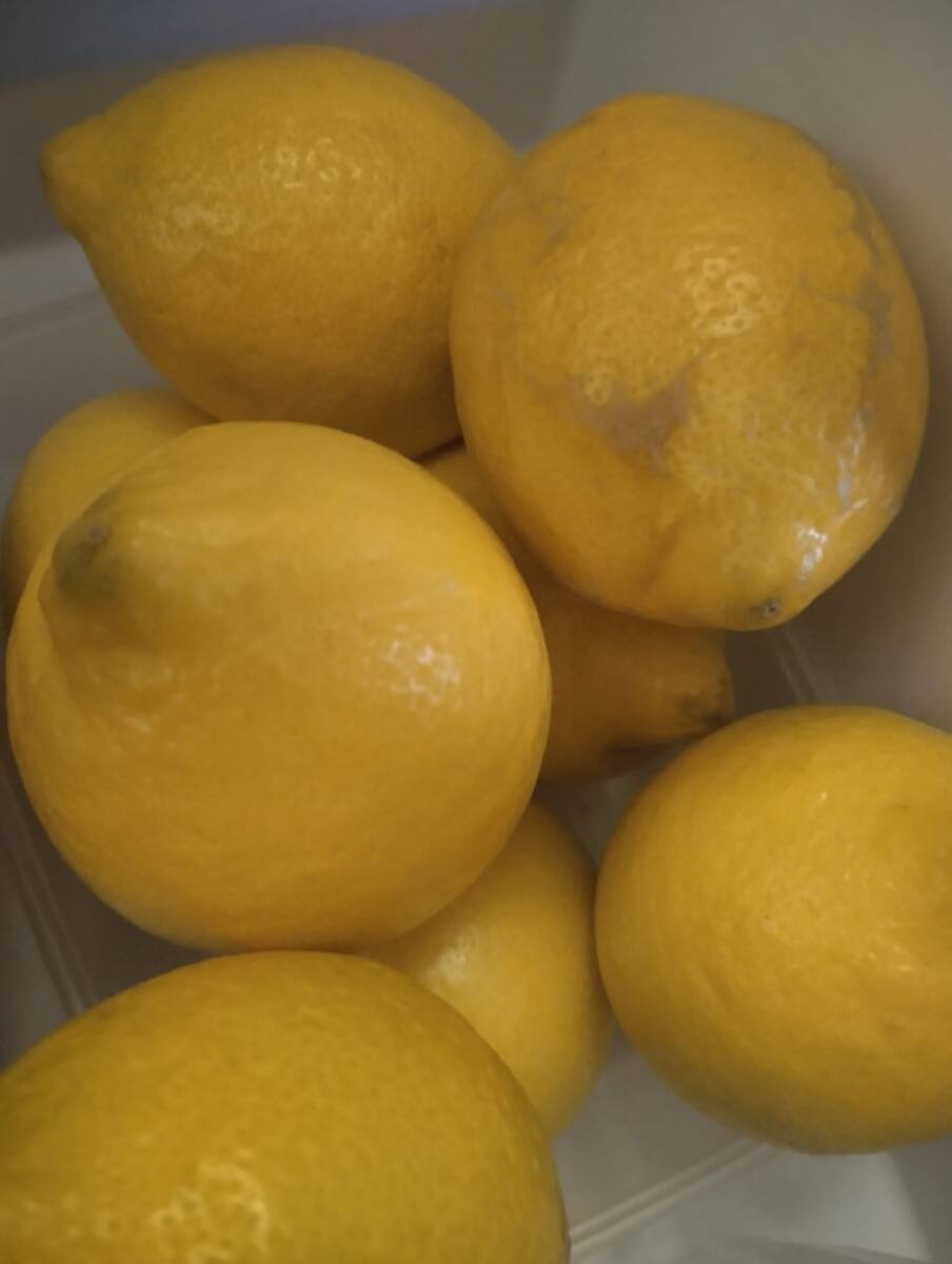 Citron et Noël dans le Var