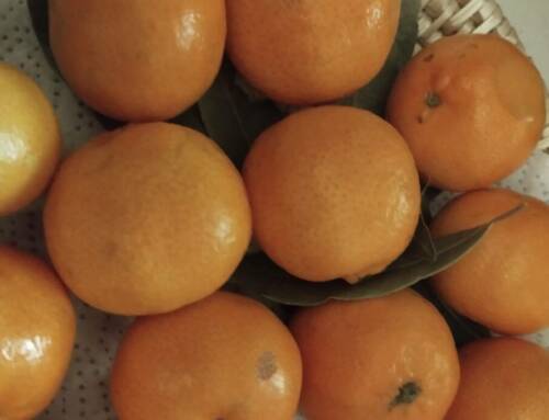 Noël pourquoi les clémentines sont bien plus qu’un simple fruit