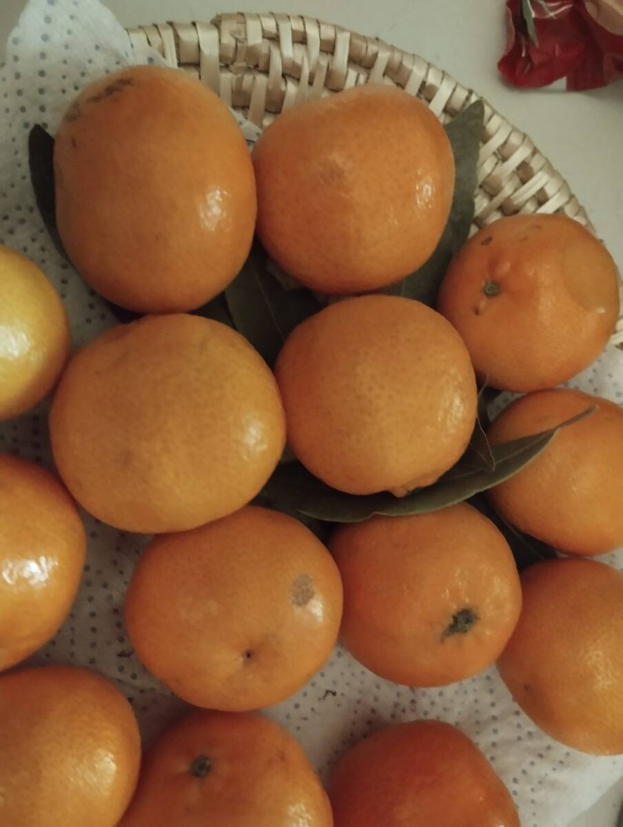 clémentines clémentines Noël tradition recette