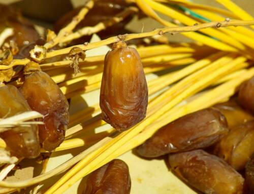 À Noël, les dattes mêlent tradition religieuse et bienfaits nutritionnels