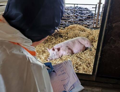 Var : exercice de crise pour se préparer à la peste porcine africaine