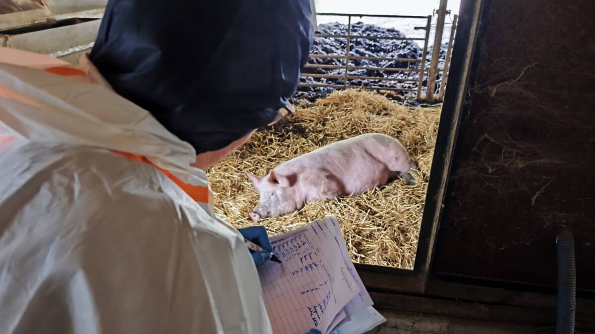 Exercice crise peste porcine Var