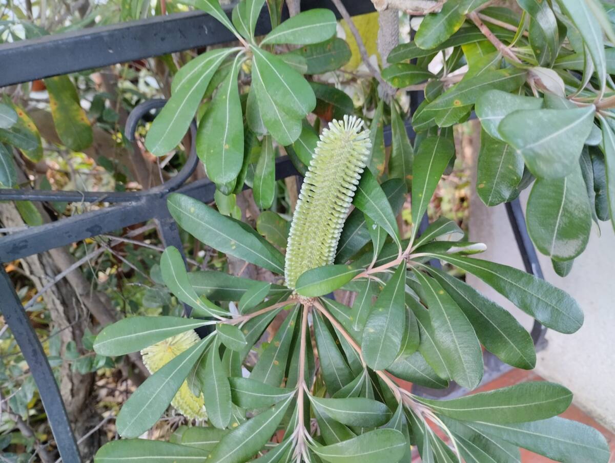 Banksia côtier