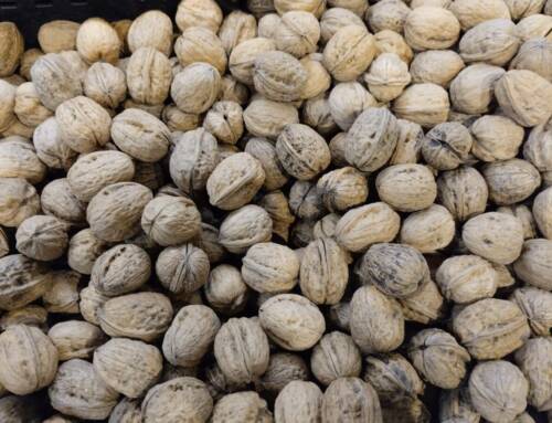 Les noix et Noël dans le Var une tradition gourmande, symbolique et toujours vivante