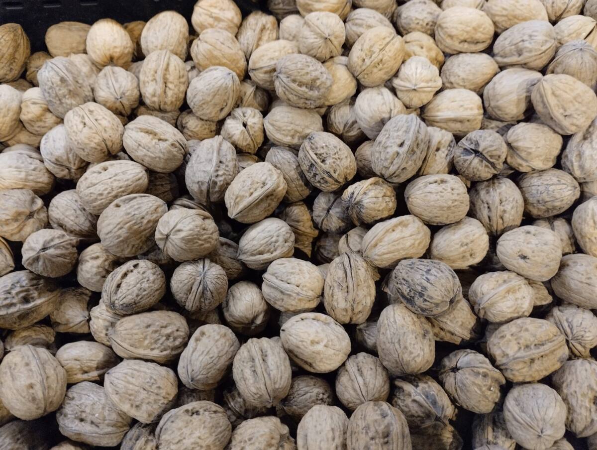 Tradition des noix Noël