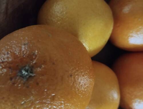 Pourquoi les oranges font encore rêver à Noël dans le Var