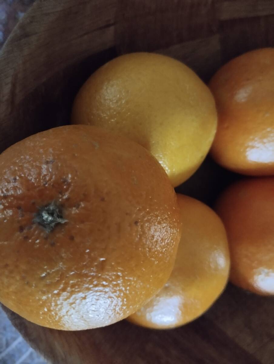 Oranges de Noël dans le Var tradition et symbolique