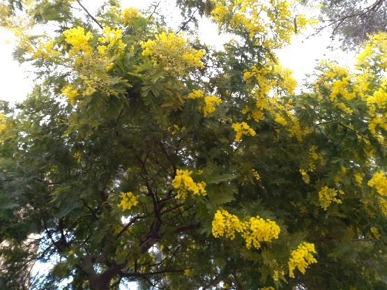 Mimosa