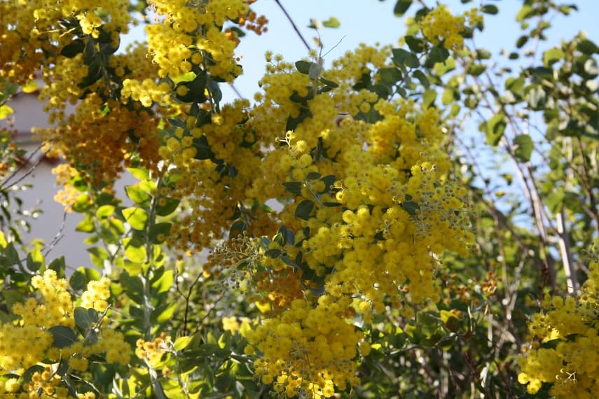 MIMOSA Du Mimosa