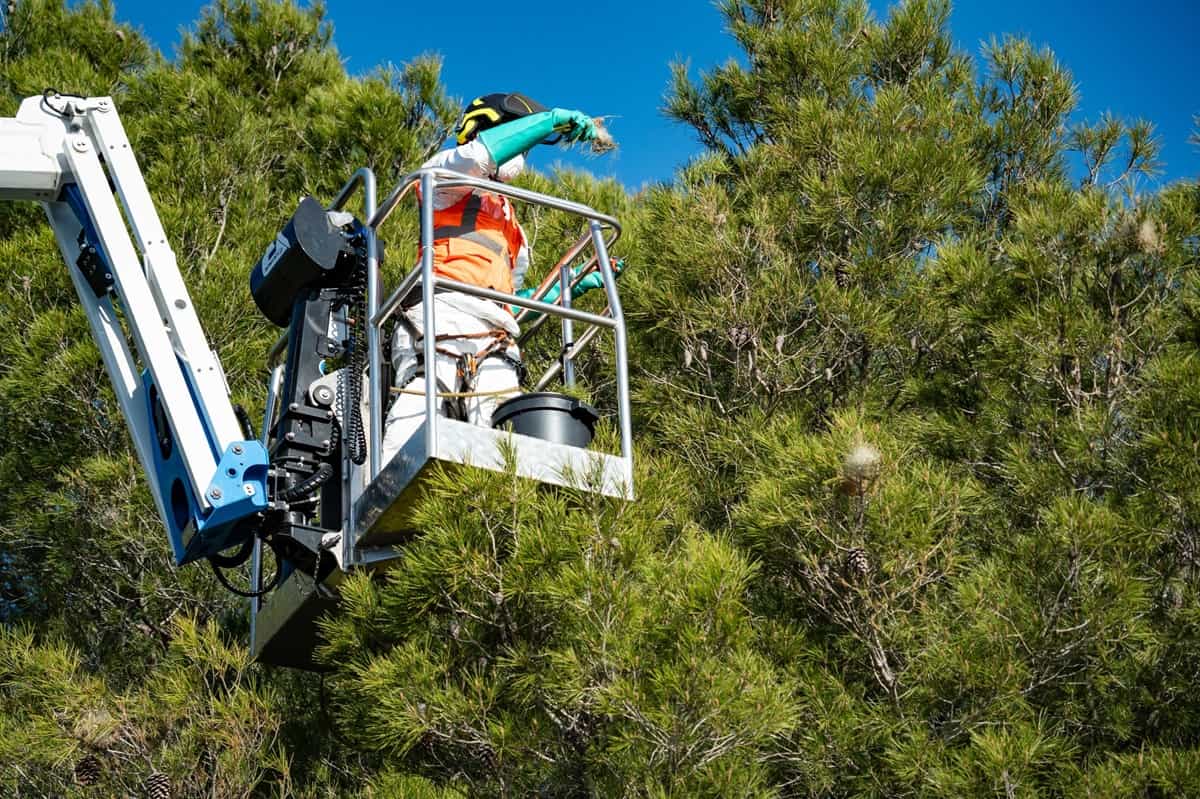 Chenilles processionnaires à Sanary