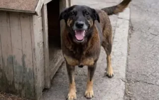 Cachorro-orelha
