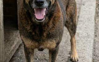 Chronique d’une cruauté impunie : L’Affaire du chien Orelha, symbole de la lutte contre les privilèges au Brésil