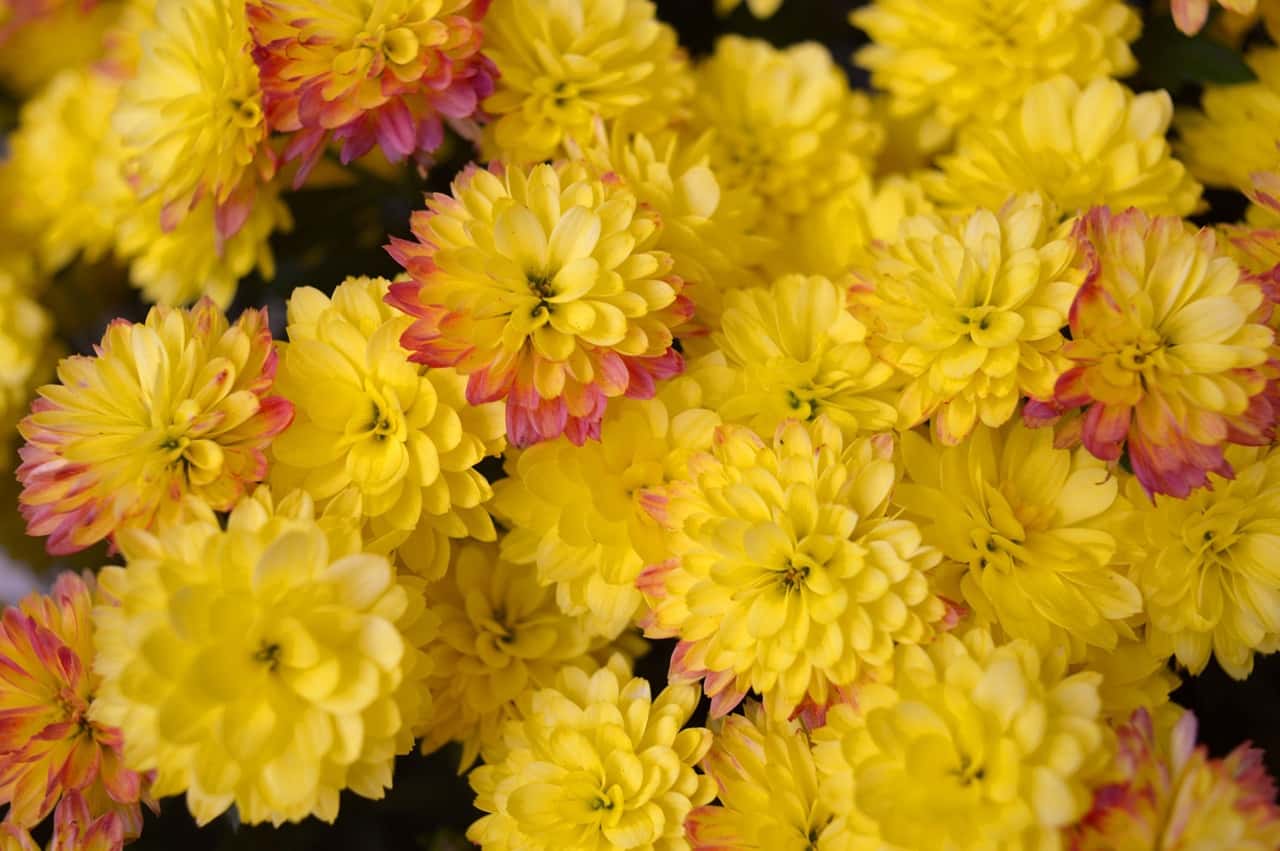 chrysanthèmes